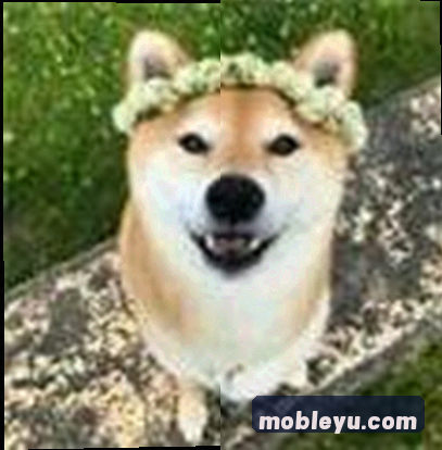 郑芳